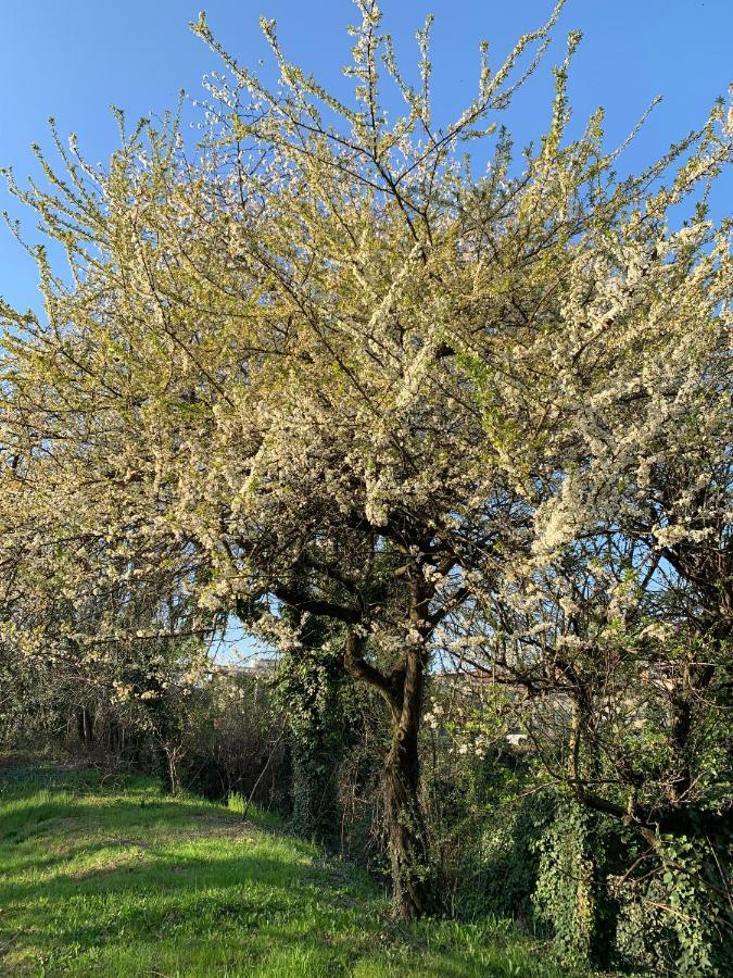 מלון Balocco Castello Della Bastia מראה חיצוני תמונה